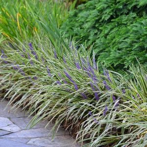 Liriope muscari variegata fidesi alacalı çim zambağı