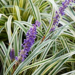 Liriope muscari silver ribbon fidesi gümüş çim zambağı