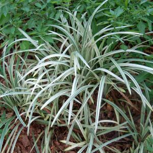 Liriope muscari silver ribbon fidesi gümüş çim zambağı