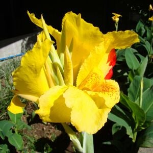 Yellow King Humbert tespih çiçeği saksıda