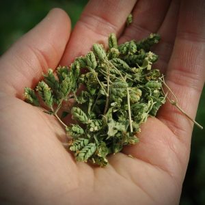 İtalyan geniş yapraklı kekik tohumu italian oregano