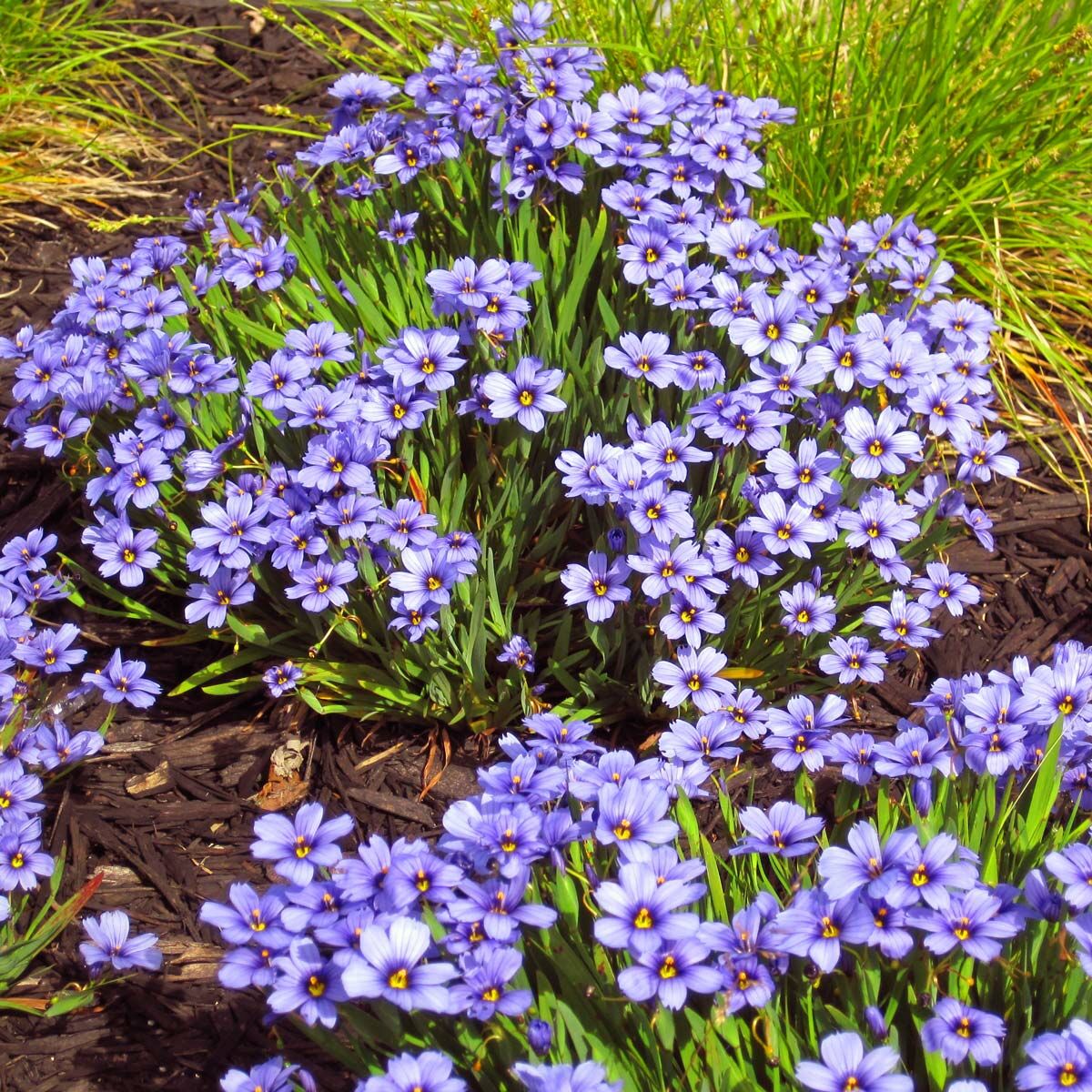 Sisyrinchium moody blues mavi gözlü iris çimi