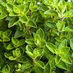 İtalyan geniş yapraklı kekik tohumu italian oregano