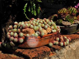 Sempervivum sukulent bitki succulent