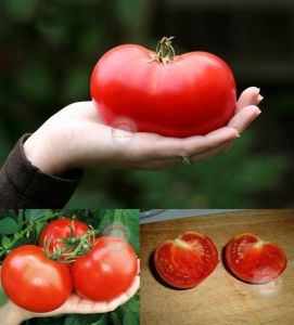 Selanik domatesi tohumu doğal thessaloniki tomato