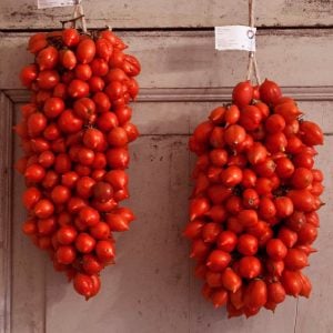 Principe borghese domates tohumu geleneksel italyan domatesi