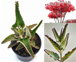 Kalanchoe daigremontiana sukulent bitki meksika şapkası