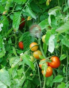 Erkenci yayla domatesi tohumu geleneksel siberian tomato