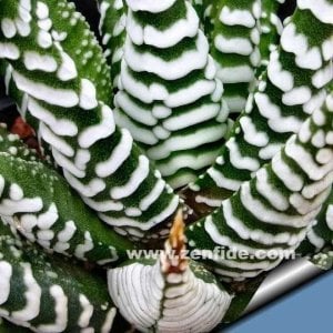 Haworthia attenuata zebra yetişmiş saksıda