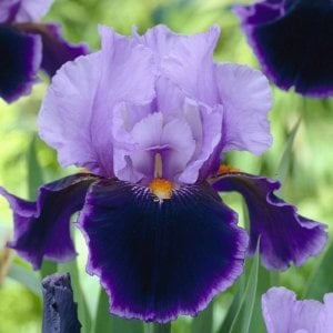 Magic man iris süsen çiçeği saksıda germanica