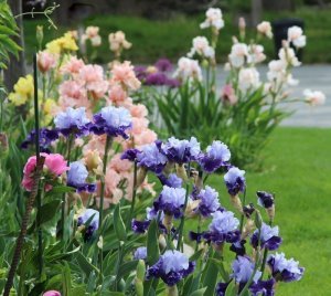 Magic man iris süsen çiçeği saksıda germanica