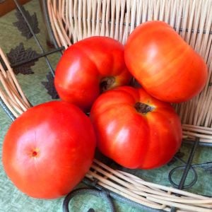 Marglobe domates tohumu geleneksel marglobe tomato