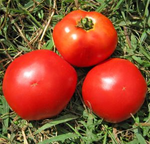 Marglobe domates tohumu geleneksel marglobe tomato