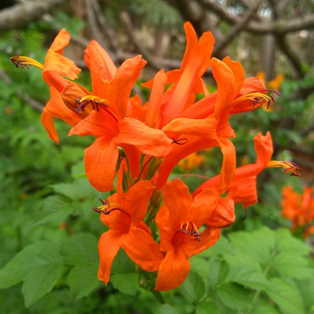 Alev turuncu çiçekli tekomarya fidanı tecomaria capensis