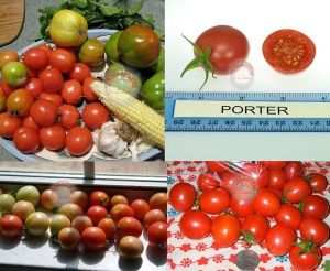 Sıcağa dayanıklı domates tohumu geleneksel porter tomato