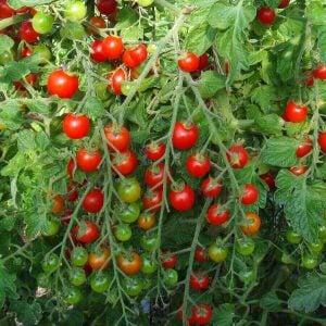Kiraz salkım domates tohumu geleneksel sweetie tomato