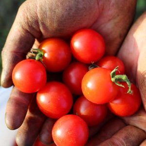 Kiraz salkım domates tohumu geleneksel sweetie tomato