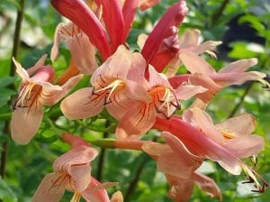 Somon turuncu çiçekli tekomarya fidanı tecomaria capensis