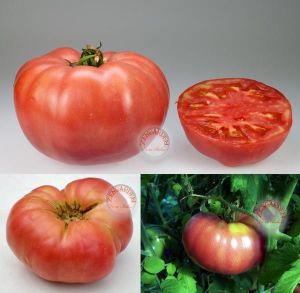 Gerçek pembe domates tohumu geleneksel pink delight tomato