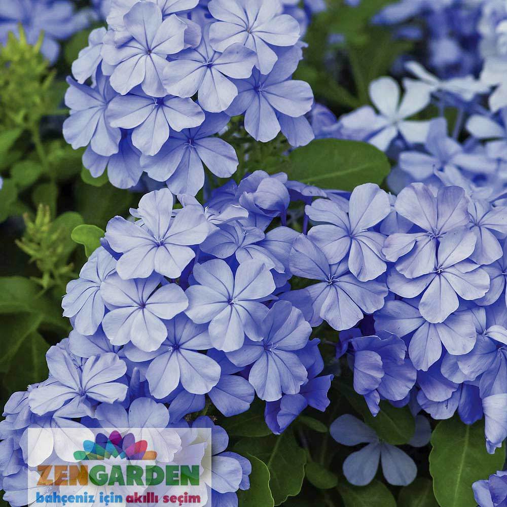 Mavi yasemin fidanı plumbago capensis