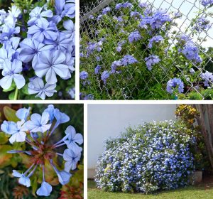 Mavi yasemin fidanı plumbago capensis