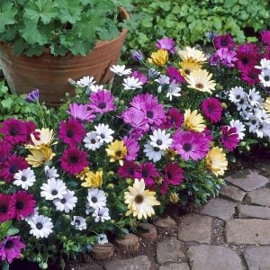 Beyaz bodrum papatyası fidesi ithal osteospermum erato compact white