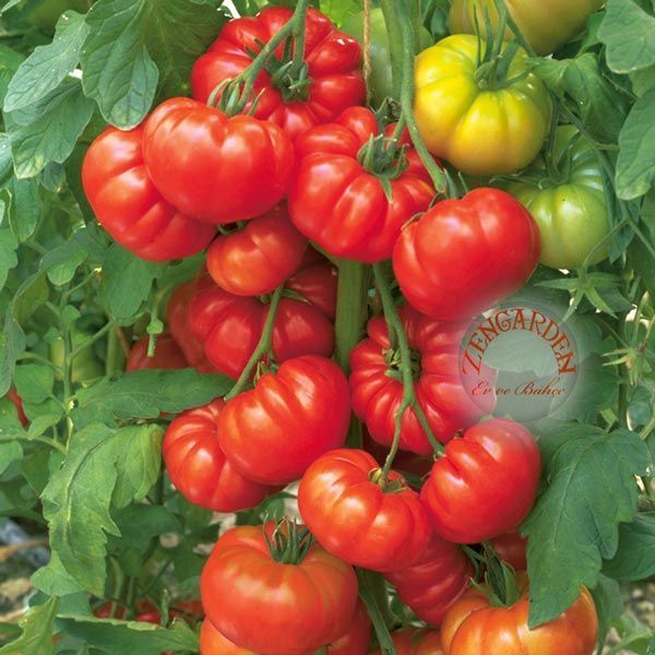 Akordiyon domatesi tohumu italyan costoluto fiorentino tomato