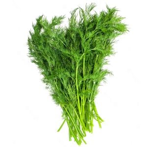 3 adet Yaprak rezene fidesi grosfruchtiger leaf fennel