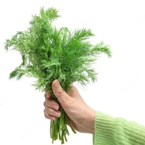 3 adet Yaprak rezene fidesi grosfruchtiger leaf fennel