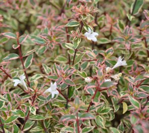 abelia grandiflora confetti fidesi