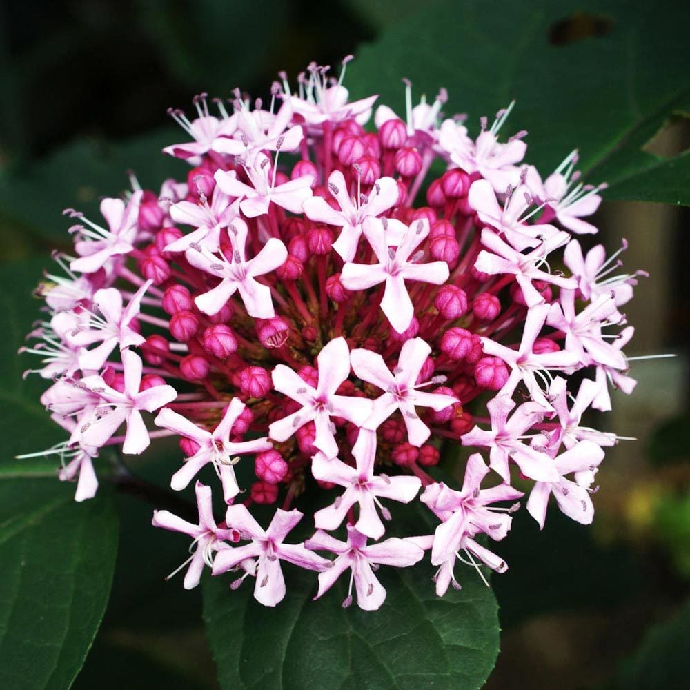 Clerodendrum bungeii kısmet ağacı fidanı Rus ortancası