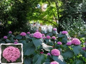 Clerodendrum bungeii kısmet ağacı fidanı Rus ortancası