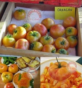 Oaxacan domates tohumu geleneksel oaxacan jewel tomato