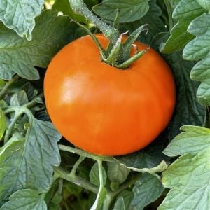 Nebraska düğünü domates tohumu geleneksel nebraska wedding tomato