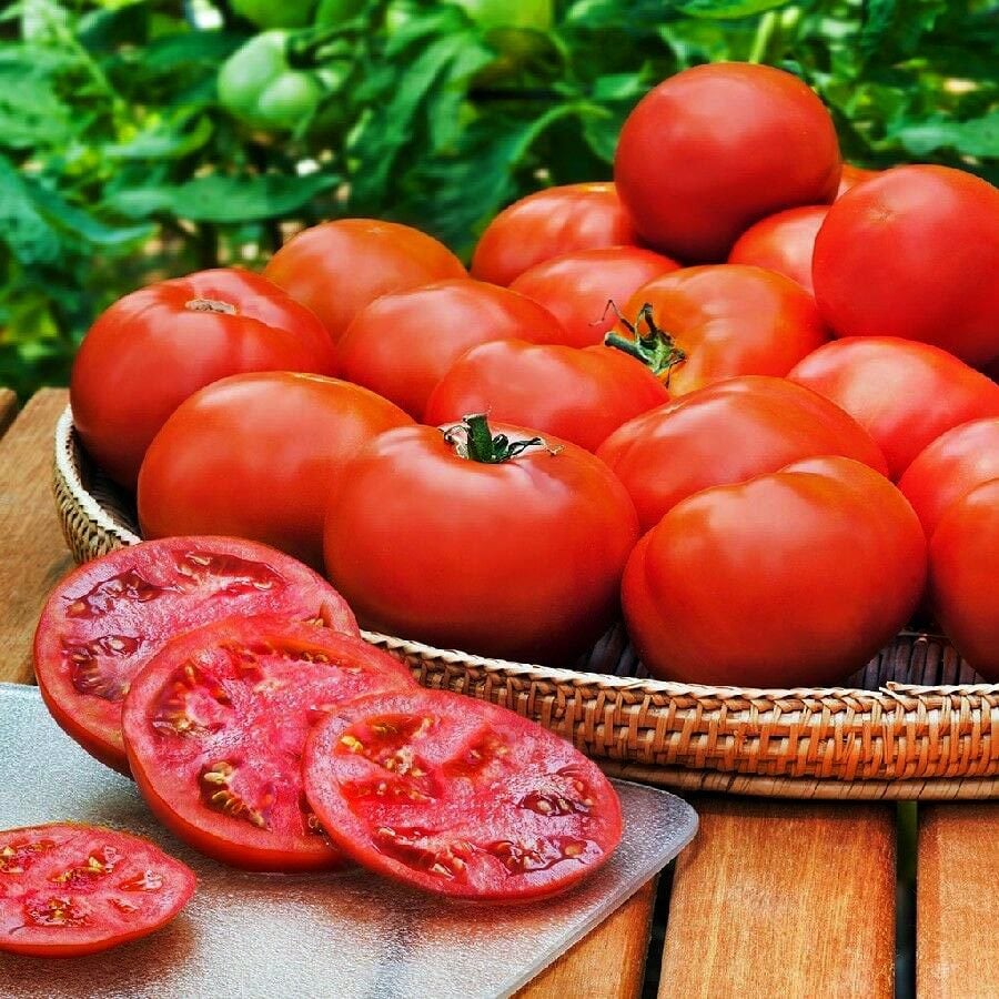 Florida domates tohumu geleneksel floridade tomato