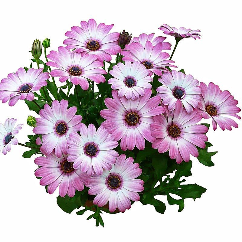 Gül bodrum papatyası fidesi ithal osteospermum compact rose bicolor