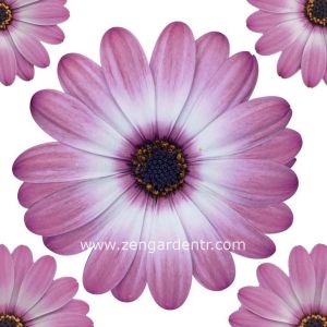 Gül bodrum papatyası fidesi ithal osteospermum compact rose bicolor