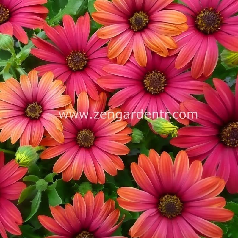 Ateş kırmızı bodrum papatyası fidesi ithal osteospermum special fire