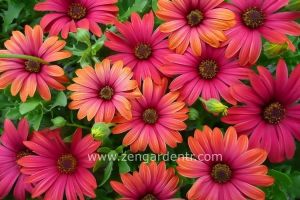 Ateş kırmızı bodrum papatyası fidesi ithal osteospermum special fire