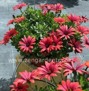 Ateş kırmızı bodrum papatyası fidesi ithal osteospermum special fire