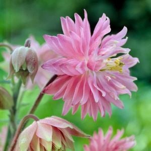 Rose barlow haseki küpesi çiçeği fidesi aquilegia