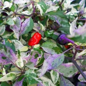Mor Kaplan acı biberi tohumu purple tiger hot pepper