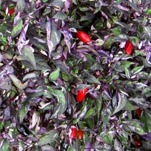 Mor Kaplan acı biberi tohumu purple tiger hot pepper