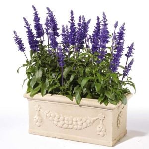 Lavanta çiçekli süs adaçayı fidesi Salvia farinacea Blue