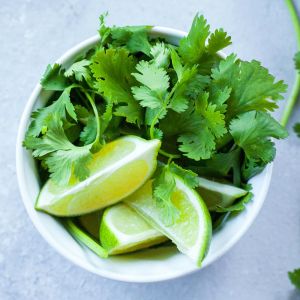 Şifalı kişniş tohumu cilantro coriandrum sativum