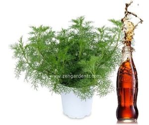 tatlı tarhun fidesi artemisia alba cola