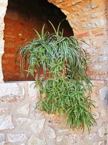 Kurdele hava temizleyen bitki chlorophytum comosum variegatum
