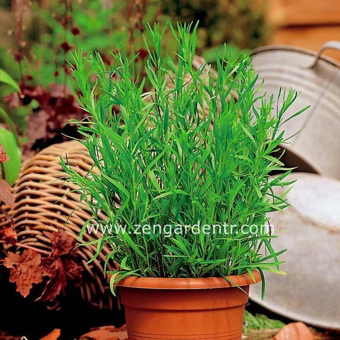 Fransız tarhun fidesi baharat artemisia drancunculus