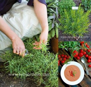 Fransız tarhun fidesi baharat artemisia drancunculus