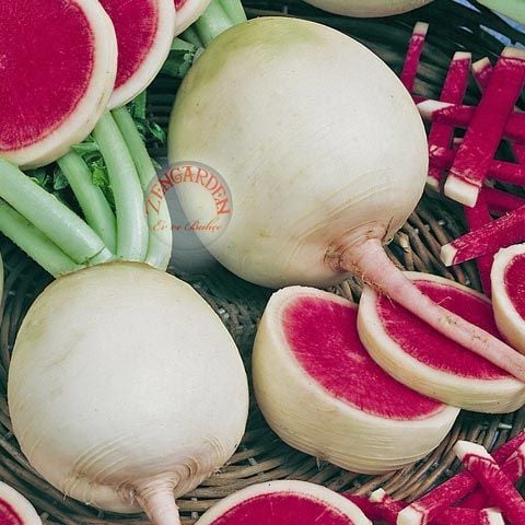 Karpuz turp tohumu atalık radish watermelon